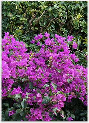 Image: Lawn Care and Landscaping Services at TLC Lawn, Naples FL