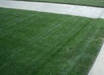 Zoysia Sod