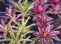 Plants