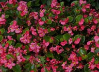 Begonia