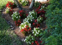 Begonia