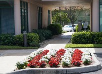 Commercial Bed Plants