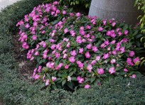 Vinca